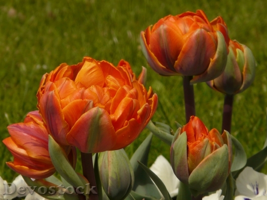 Devostock Tulips Filled Garden Spring