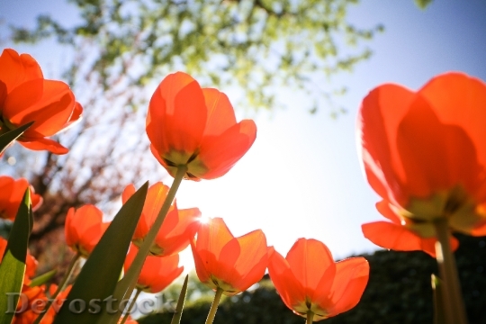 Devostock Tulips Floral Flowers Vibrant