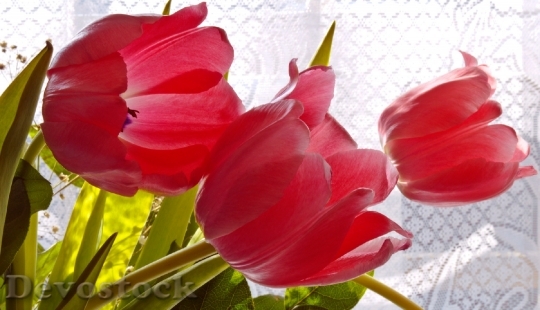 Devostock Tulips Floral Plant Natural 0