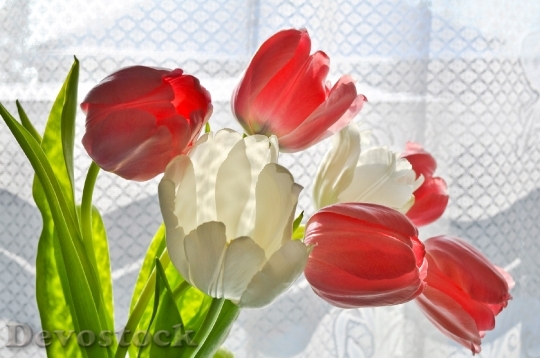 Devostock Tulips Floral Plant Natural