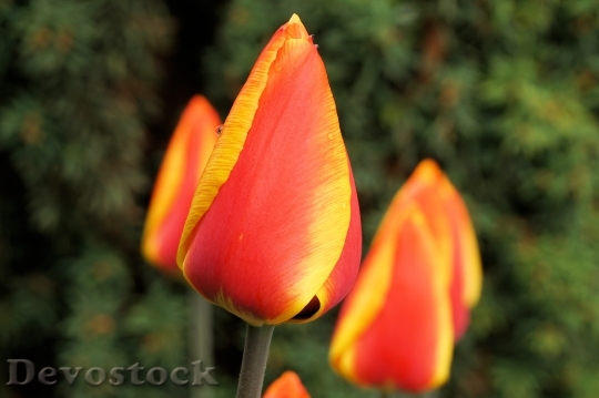 Devostock Tulips Flower Blossom Bloom 0
