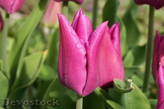 Devostock Tulips Flower Blossom Bloom 1