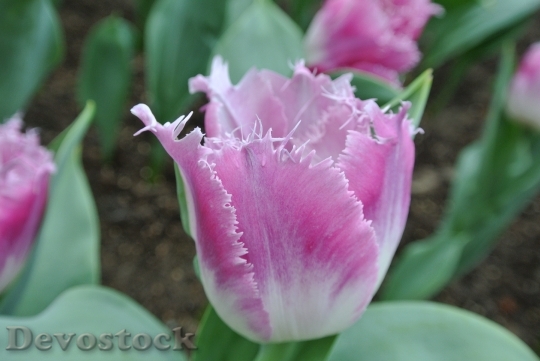 Devostock Tulips Flower Blossom Petal