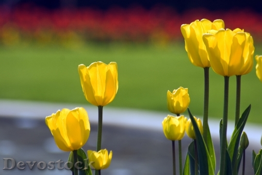 Devostock Tulips Flower Discounts Spring