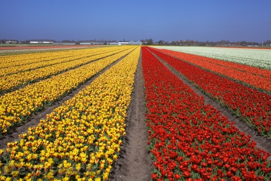 Devostock Tulips Flower Field Holland