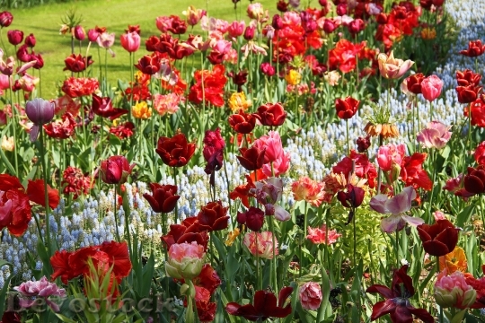 Devostock Tulips Flower Floral Bloom