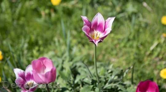 Devostock Tulips Flower Garden Spring 0