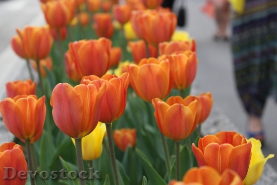 Devostock Tulips Flower Holiday Bloom