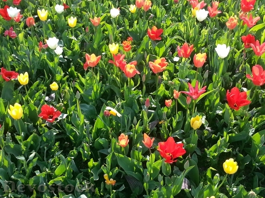 Devostock Tulips Flower Meadow Flowers