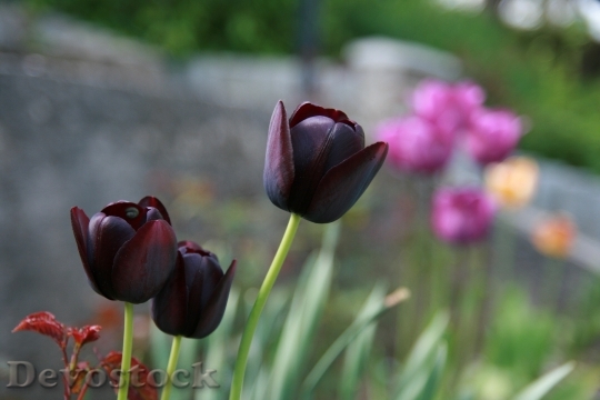 Devostock Tulips Flower Nature Purple