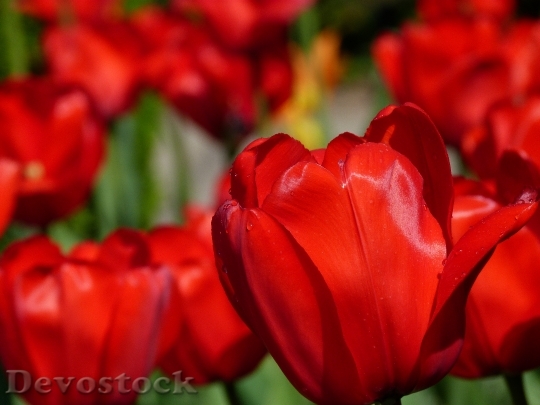 Devostock Tulips Flower Nature Spring 0