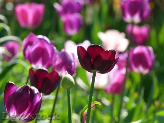 Devostock Tulips Flower Nature Spring