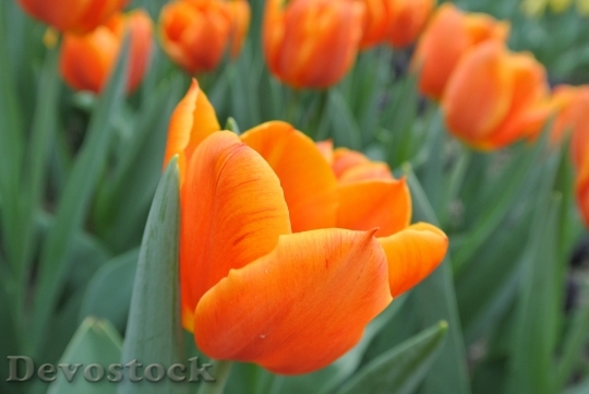 Devostock Tulips Flower Orange Flower