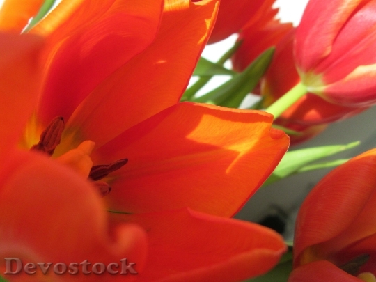 Devostock Tulips Flower Plant 333957
