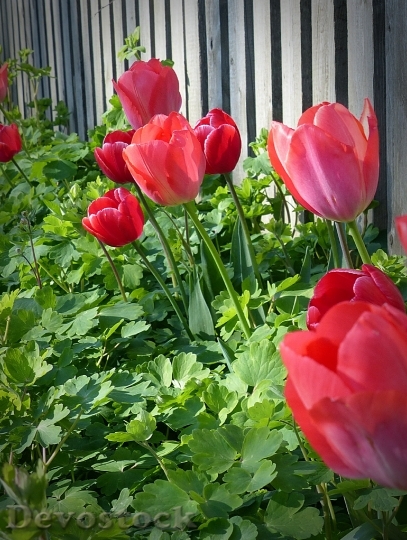 Devostock Tulips Flower Plant Flora