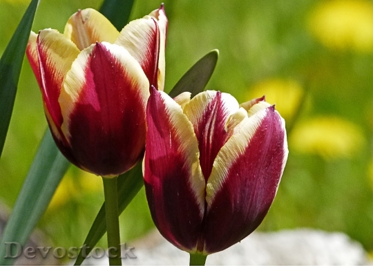 Devostock Tulips Flower Red Yellow