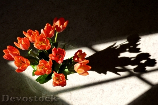 Devostock Tulips Flower Shadow Nature