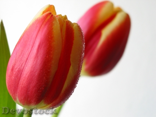 Devostock Tulips Flower Spring 1106322