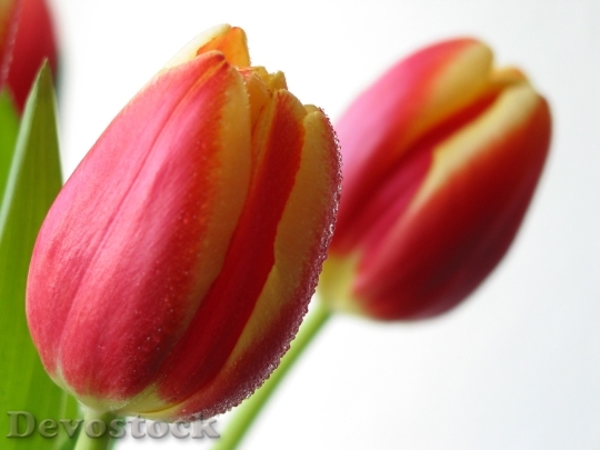 Devostock Tulips Flower Spring 1106323