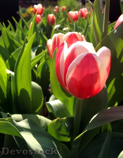 Devostock Tulips Flower Spring Floral