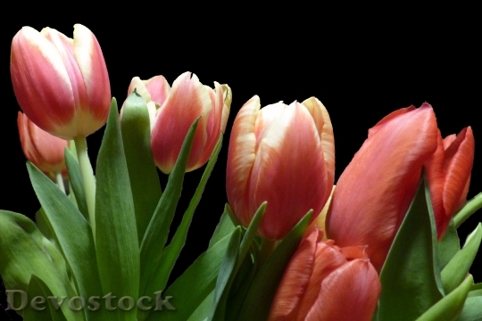 Devostock Tulips Flower Spring Nature