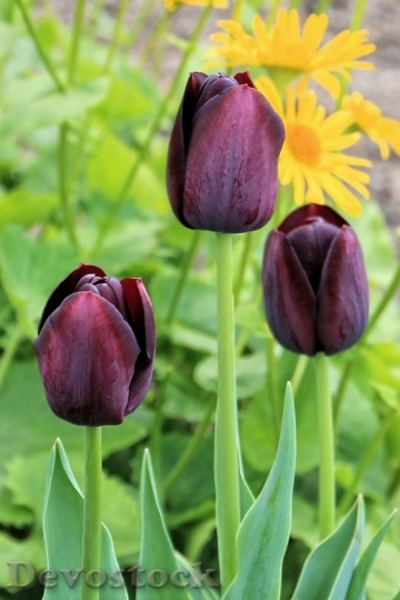 Devostock Tulips Flower Spring Spring