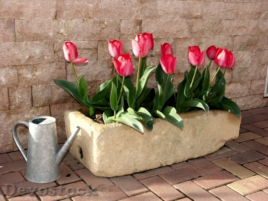 Devostock Tulips Flowerpot Flower Red