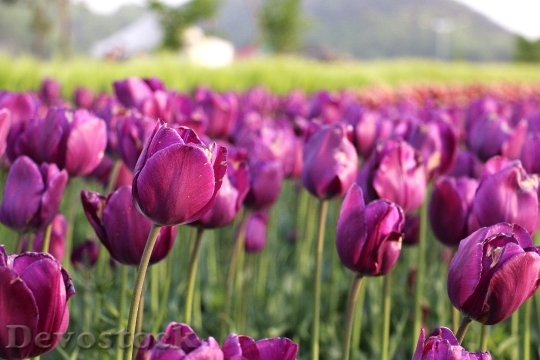 Devostock Tulips Flowers Beauty 1494338