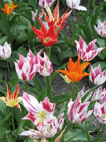 Devostock Tulips Flowers Beauty Nature