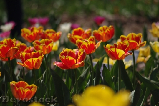 Devostock Tulips Flowers Beauty Plant