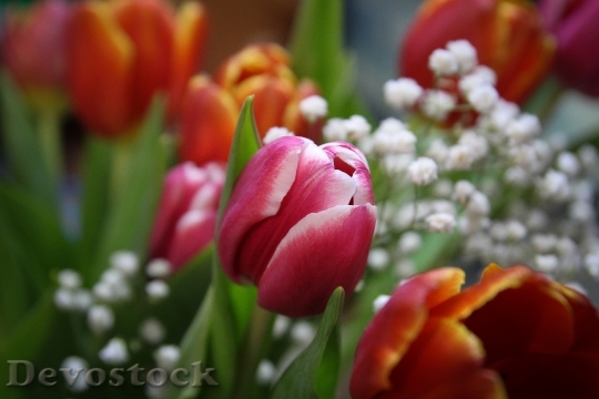 Devostock Tulips Flowers Bouquet 624779