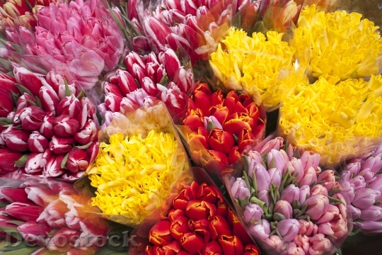 Devostock Tulips Flowers Bright Multi