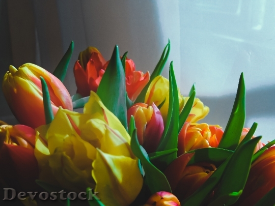 Devostock Tulips Flowers Bright Spring