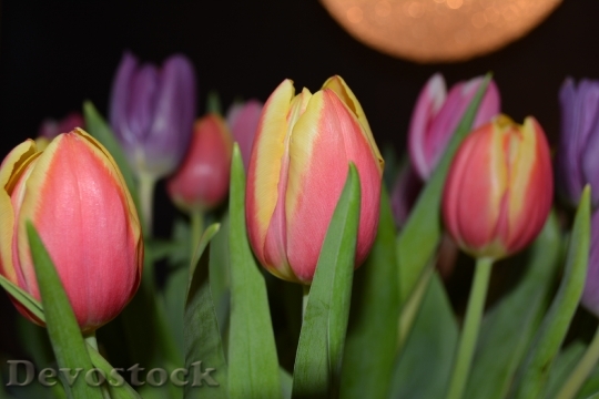 Devostock Tulips Flowers Color Holland