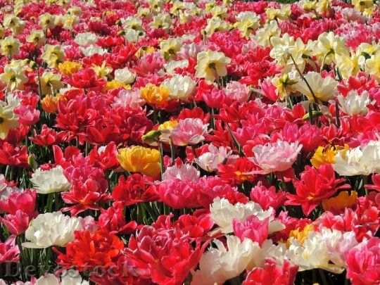 Devostock Tulips Flowers Colorful Spring