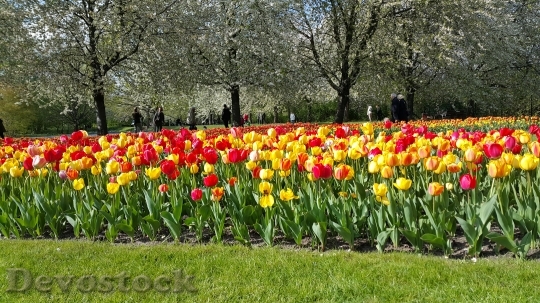 Devostock Tulips Flowers Colors Garden