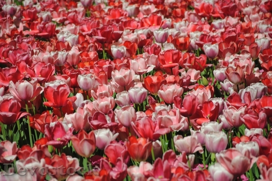 Devostock Tulips Flowers Field Red