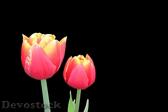 Devostock Tulips Flowers Flower Spring 2