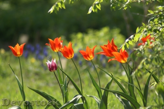 Devostock Tulips Flowers Flower Spring