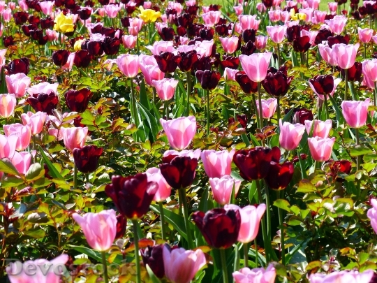 Devostock Tulips Flowers Flowers Plant