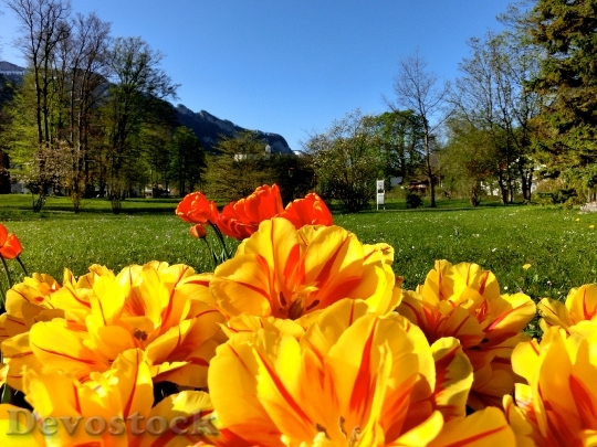 Devostock Tulips Flowers Foreground Aschau