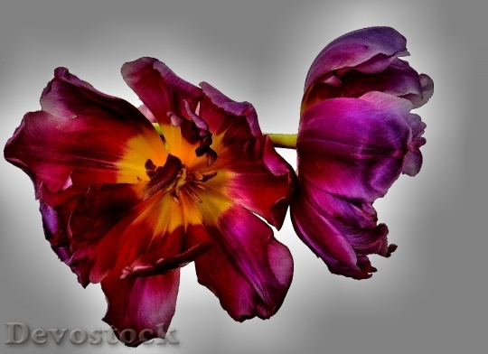 Devostock Tulips Flowers Free Purple
