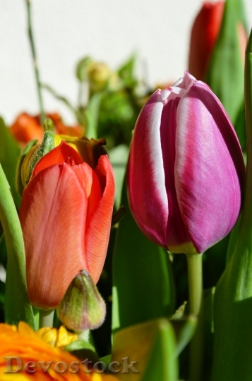 Devostock Tulips Flowers Holland Spring