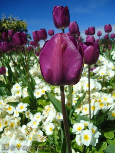 Devostock Tulips Flowers Landscape Field