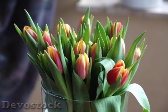 Devostock Tulips Flowers Leaves Flower