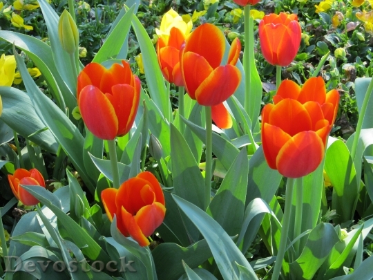 Devostock Tulips Flowers Macro Floral