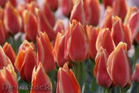 Devostock Tulips Flowers Nature Spring 0