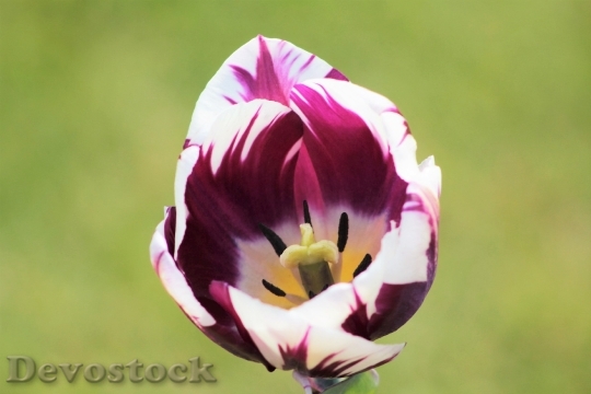Devostock Tulips Flowers Nature Spring 6