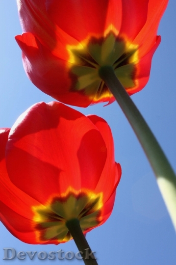 Devostock Tulips Flowers Nature Spring