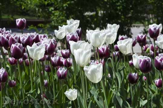 Devostock Tulips Flowers Nature White